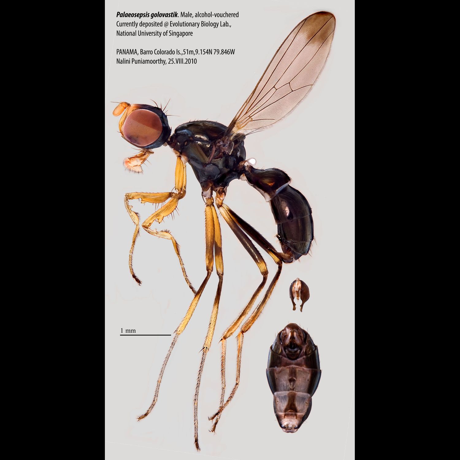 Specimen Photo Medium Resolution