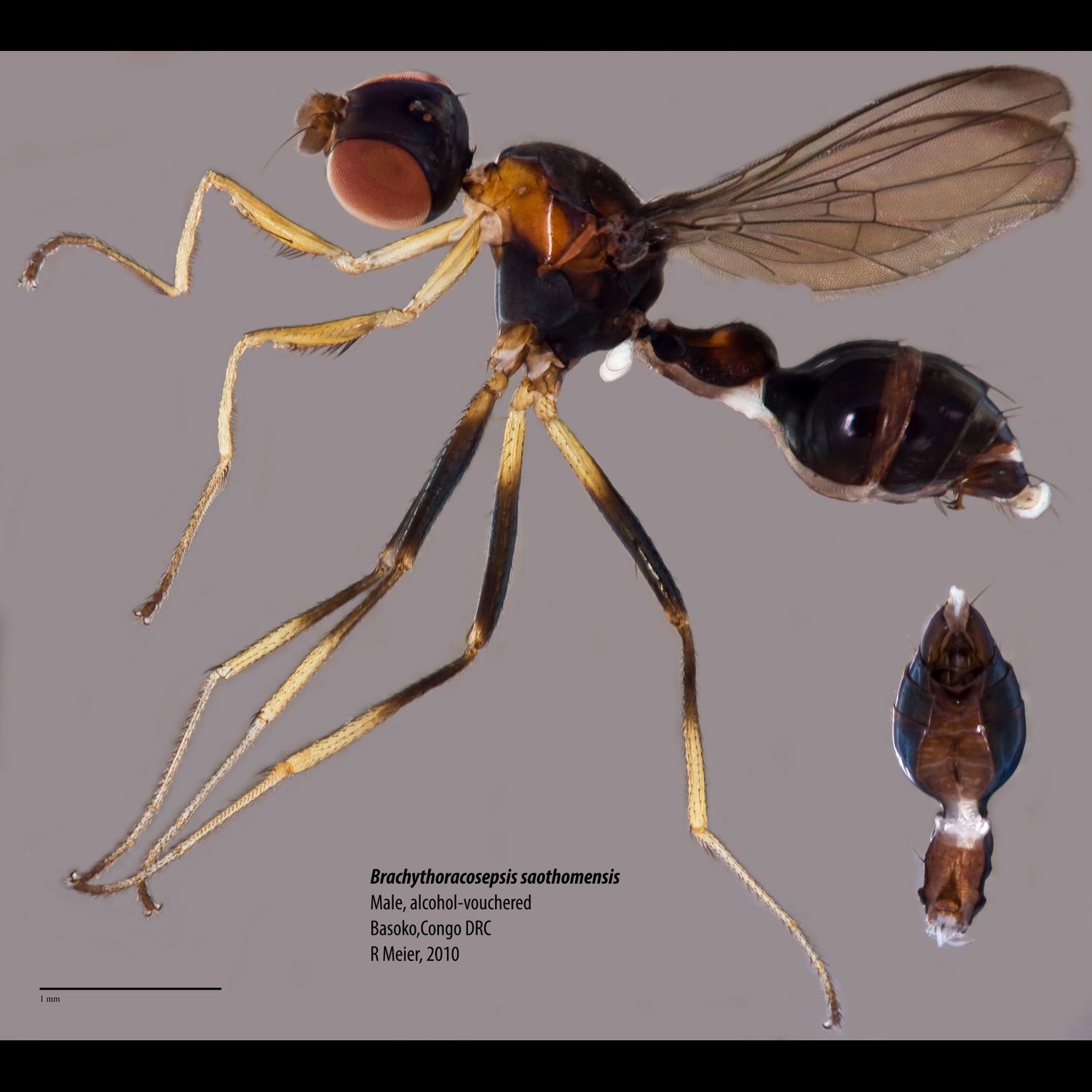 Specimen Photo Medium Resolution