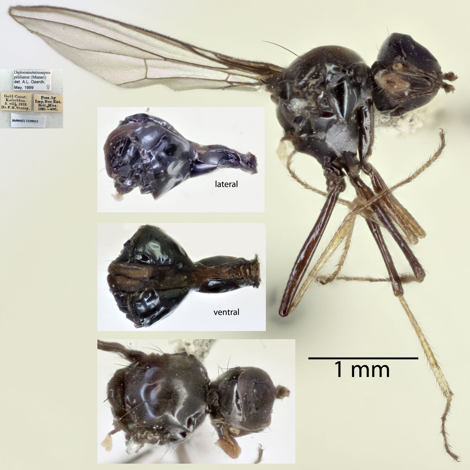 Specimen Photo Medium Resolution