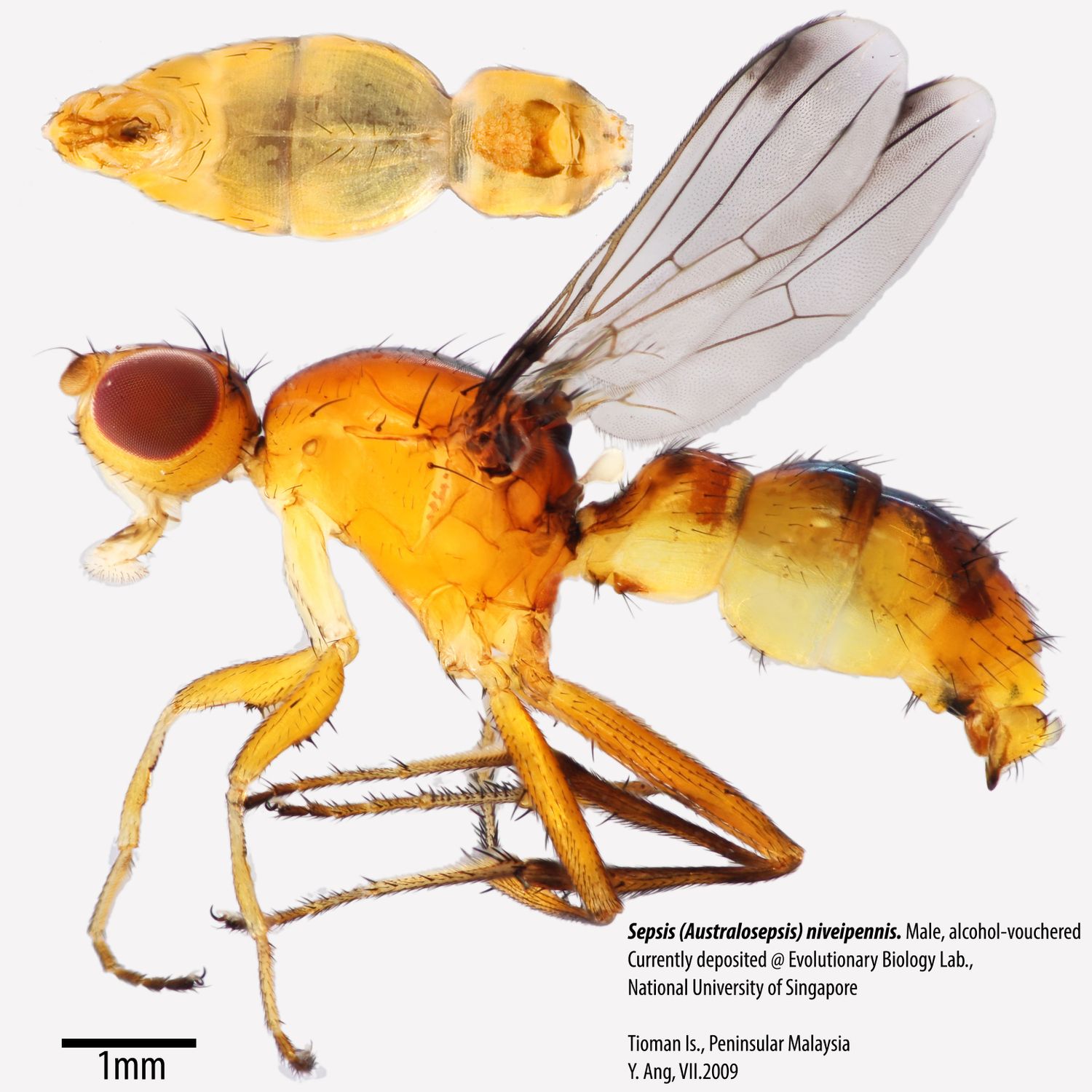 Specimen Photo Medium Resolution