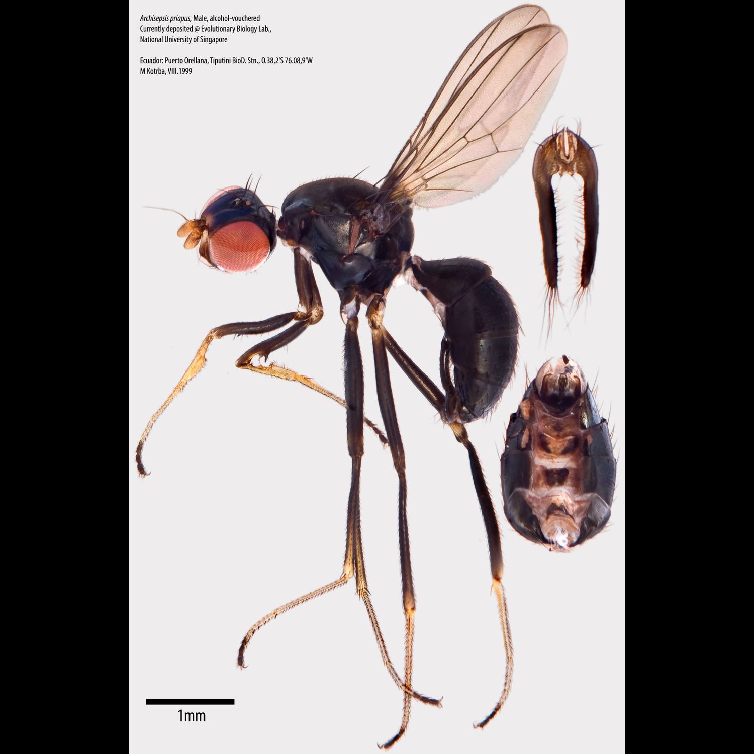 Specimen Photo Medium Resolution