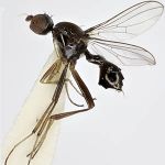 Sepsidae-000072-revocans