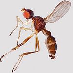 Sepsidae-000054-hamata