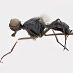 Sepsidae-000187-tenebrica