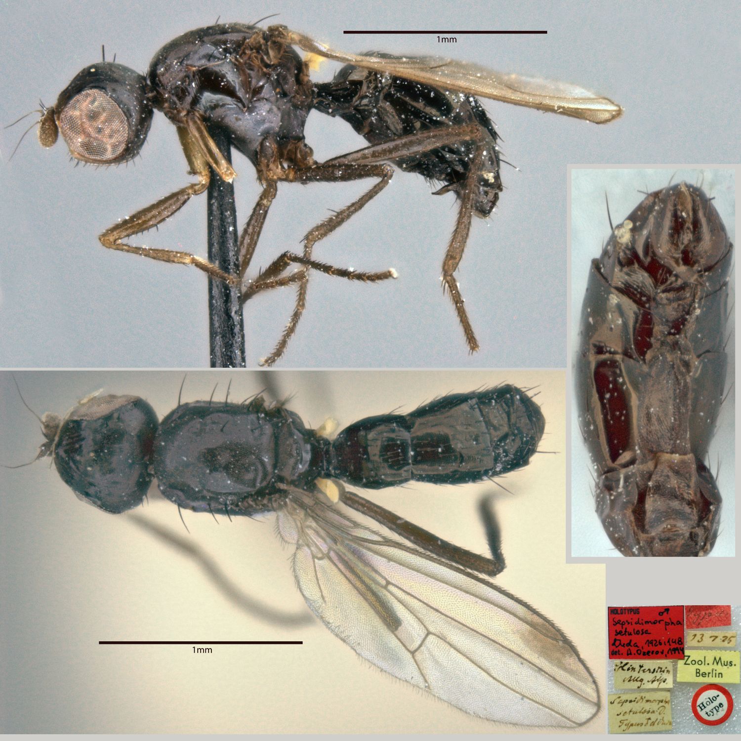 Specimen Photo Medium Resolution