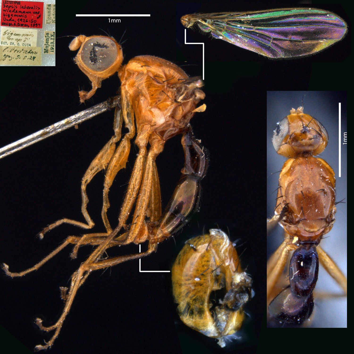 Specimen Photo Medium Resolution