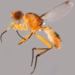 Sepsidae-000227-fissa