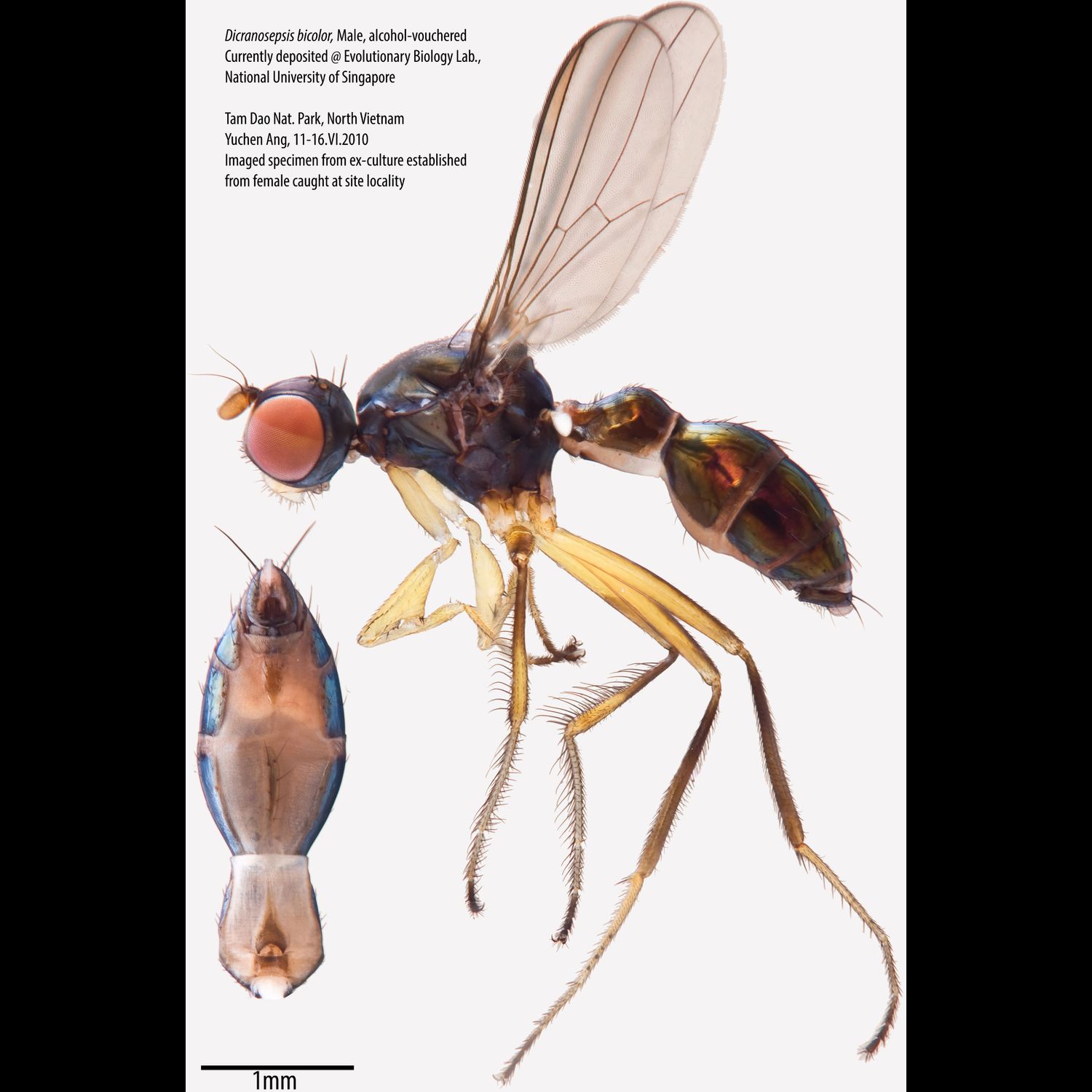 Specimen Photo Medium Resolution