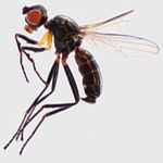 Sepsidae-000298-flavicoxa