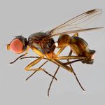 Sepsidae-000277-secunda