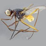 Sepsidae-000183-rufiventris