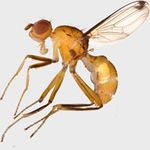 Sepsidae-000092-sexsetosa