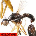 Sepsidae-000148-dentata