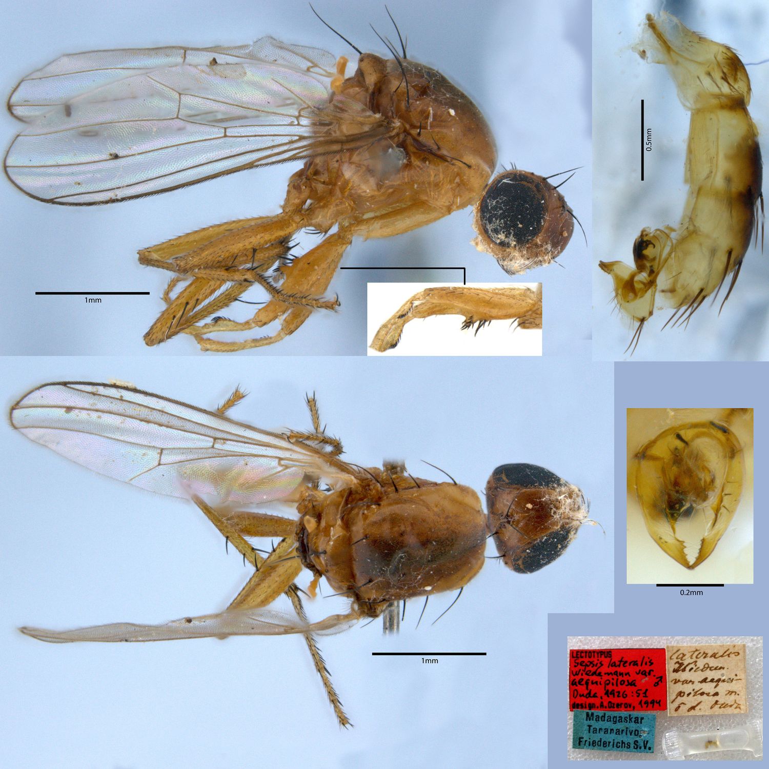 Specimen Photo Medium Resolution