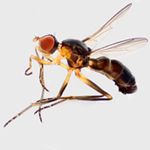 Sepsidae-000137-nitidula