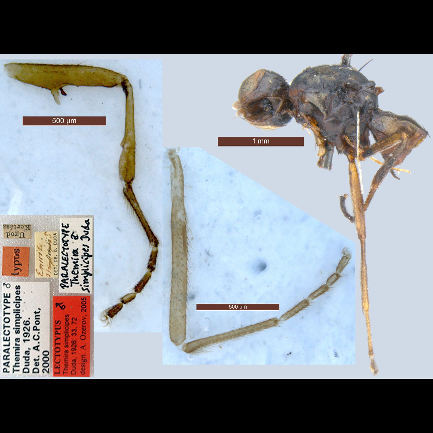 Specimen Photo Medium Resolution