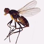 Sepsidae-000043-aeneipes