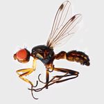 Sepsidae-000228-flavimana