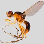 Sepsidae-000030-pleuralis