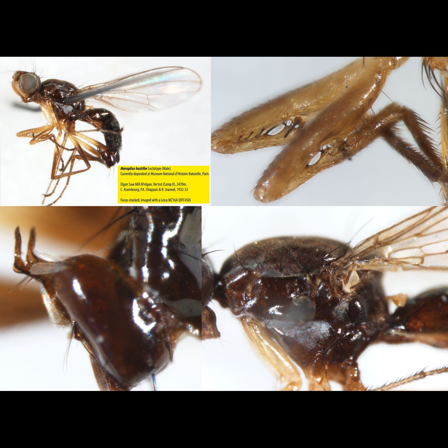 Specimen Photo Medium Resolution