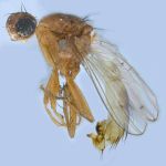 Sepsidae-000205-aequipilosa