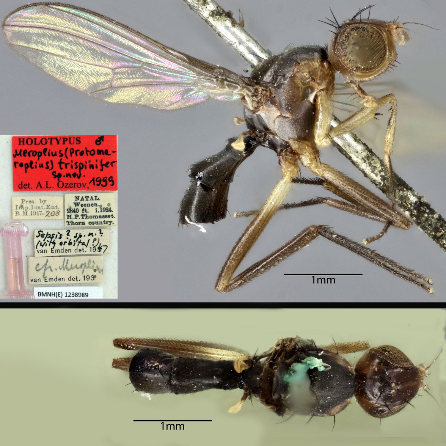 Specimen Photo Medium Resolution