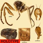 Sepsidae-000010-semlikiensis