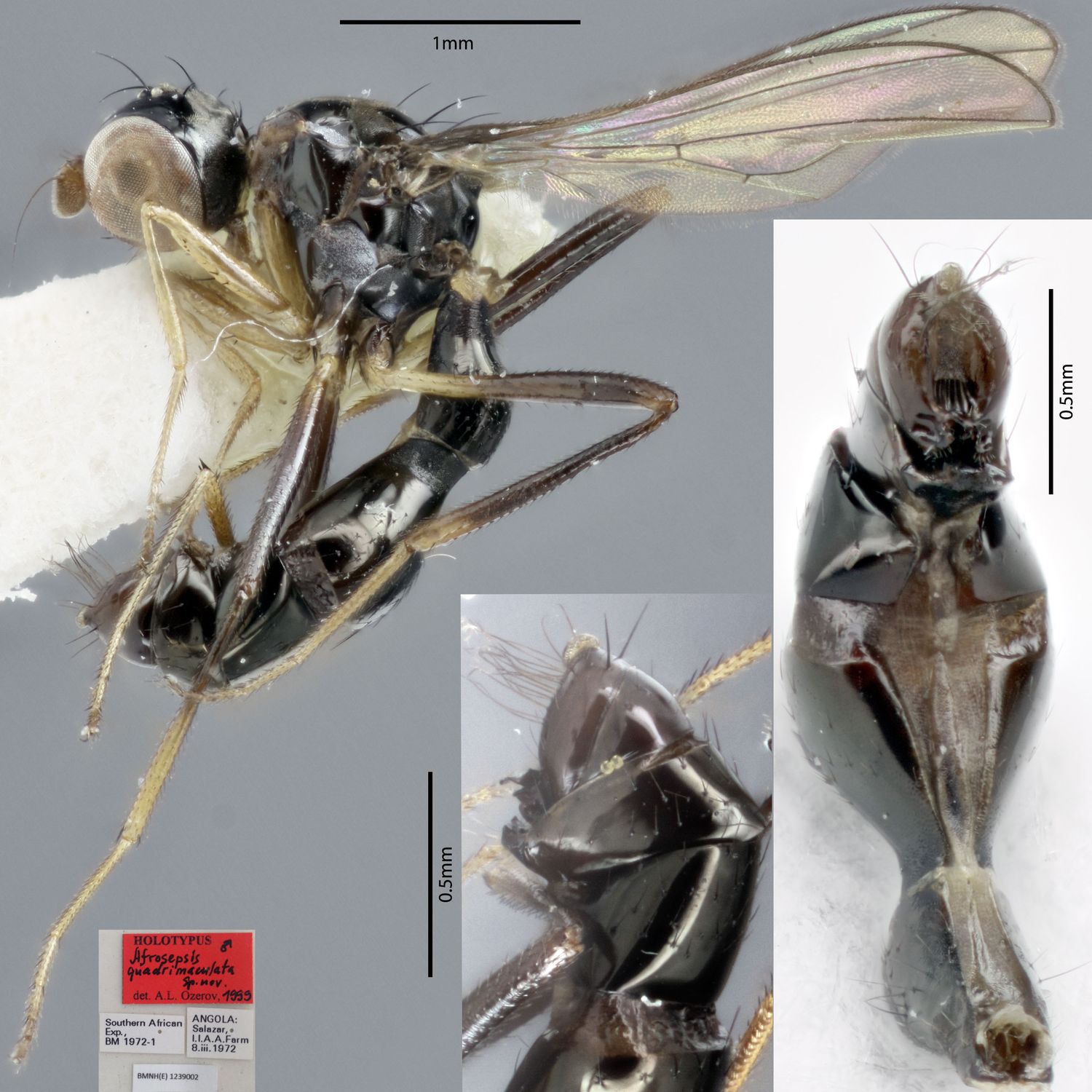 Specimen Photo Medium Resolution