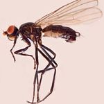 Sepsidae-000293-arctica