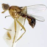 Sepsidae-000236-igniventris