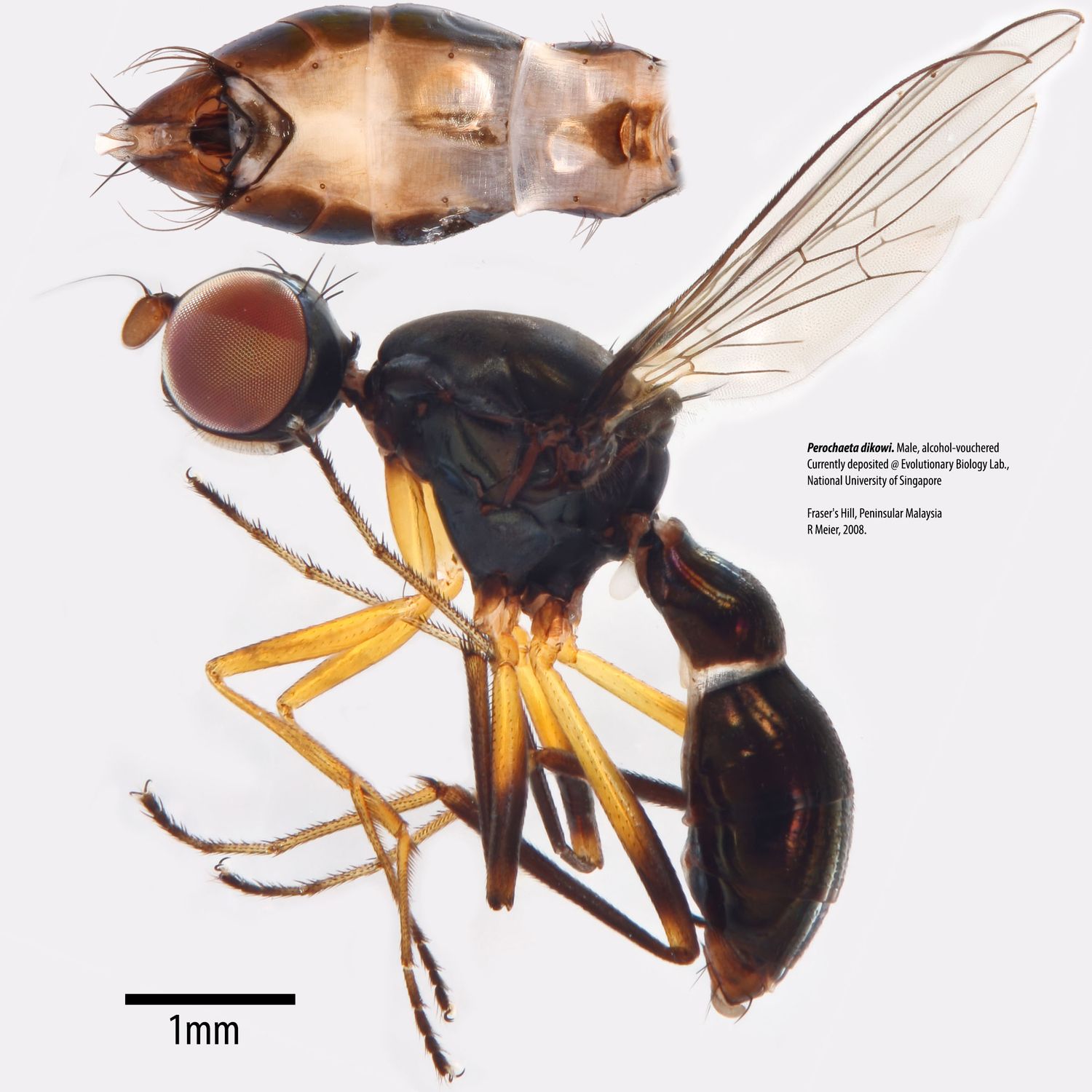 Specimen Photo Medium Resolution