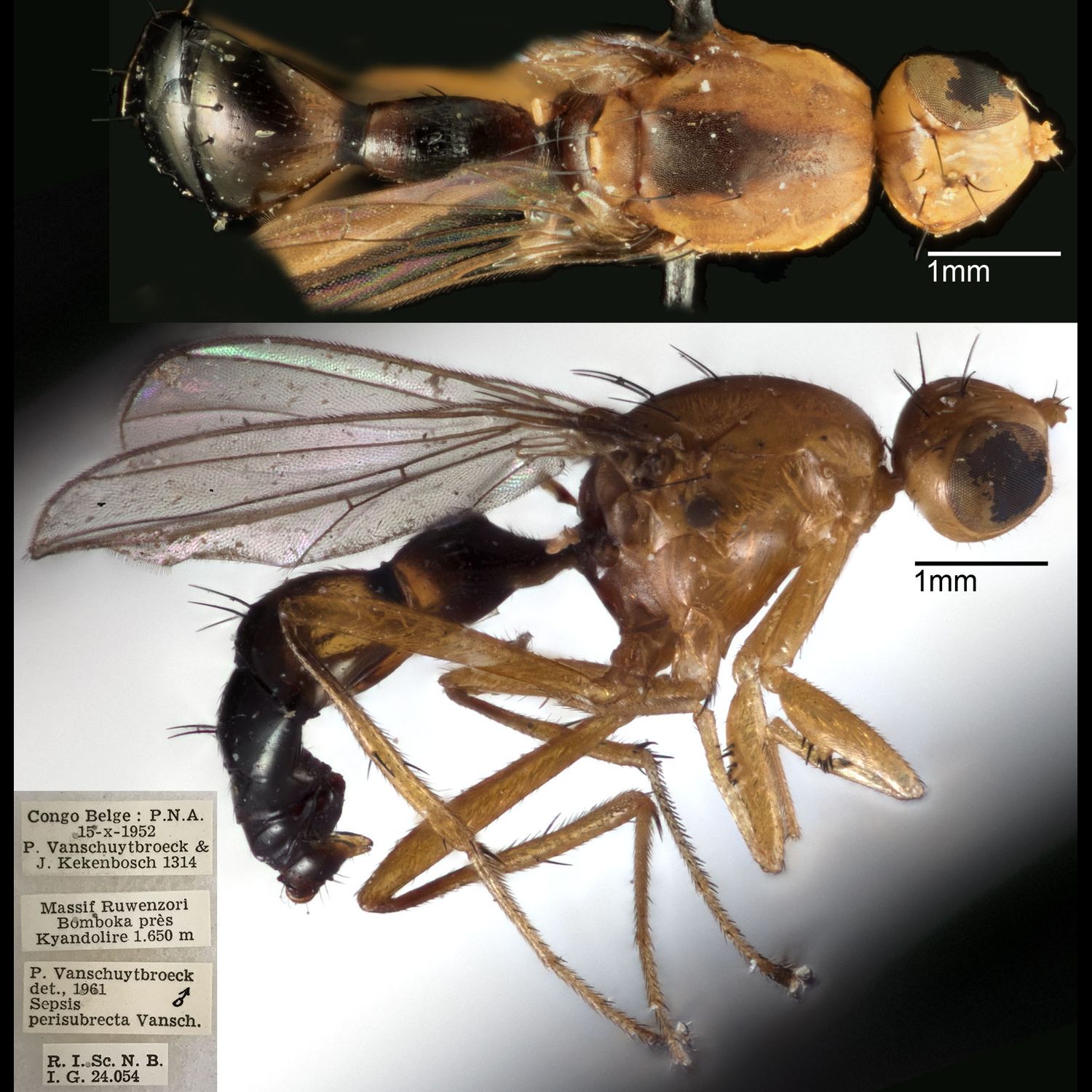 Specimen Photo Medium Resolution