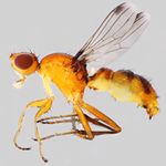 Sepsidae-000238-niveipennis