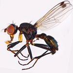 Sepsidae-000230-fulgens