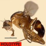 Sepsidae-000239-kalongensis