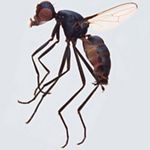 Sepsidae-000185-similis