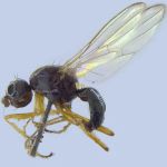 Sepsidae-000087-laticornis