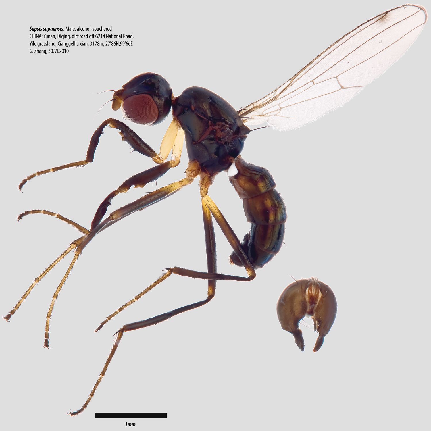 Specimen Photo Medium Resolution