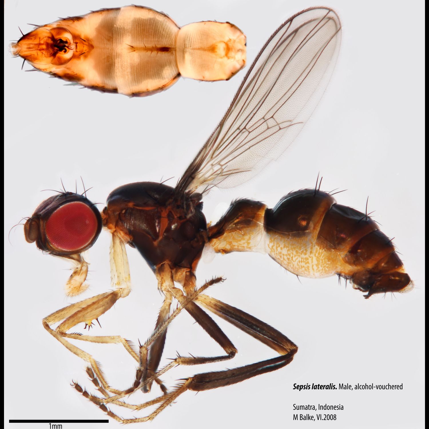 Specimen Photo Medium Resolution