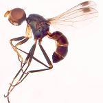 Sepsidae-000261-nigripes