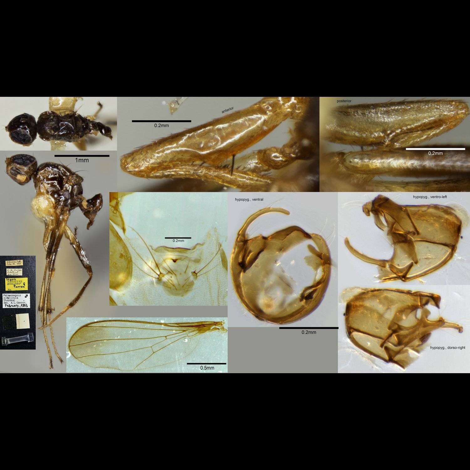 Specimen Photo Medium Resolution