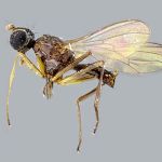 Sepsidae-000013-camerounica