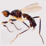 Sepsidae-000305-leachi