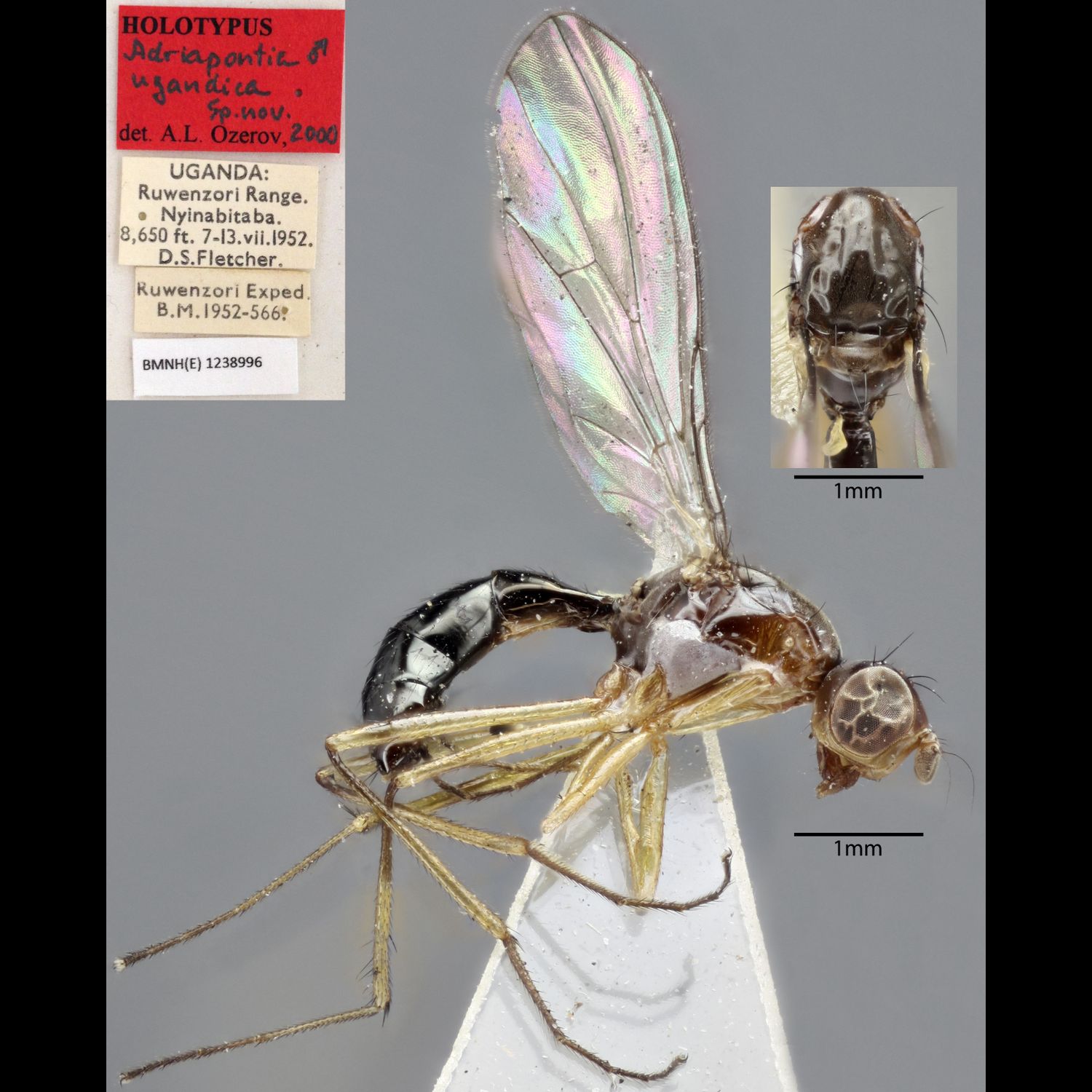 Specimen Photo Medium Resolution