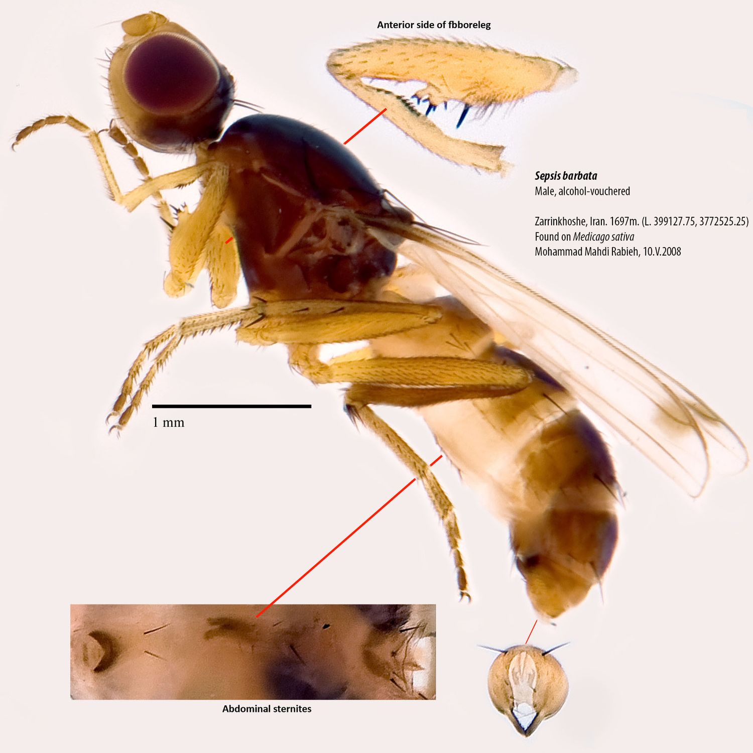 Specimen Photo Medium Resolution