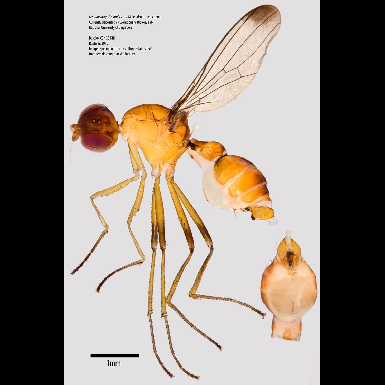 Specimen Photo Medium Resolution