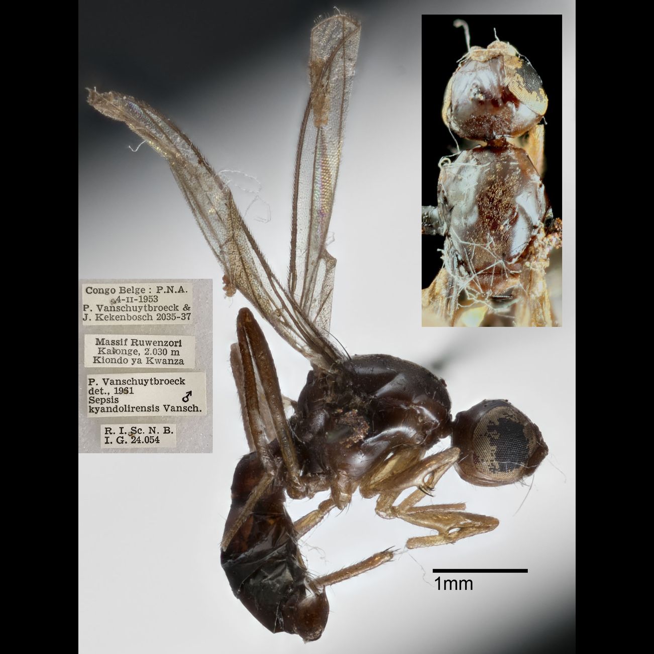 Specimen Photo Medium Resolution