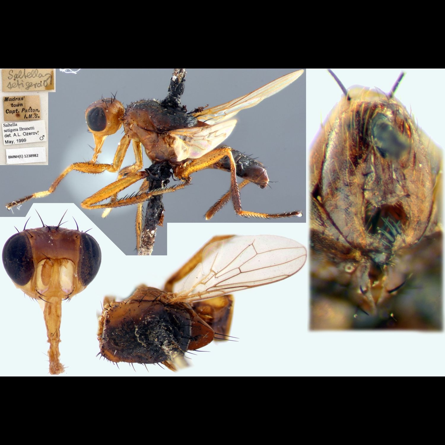 Specimen Photo Medium Resolution