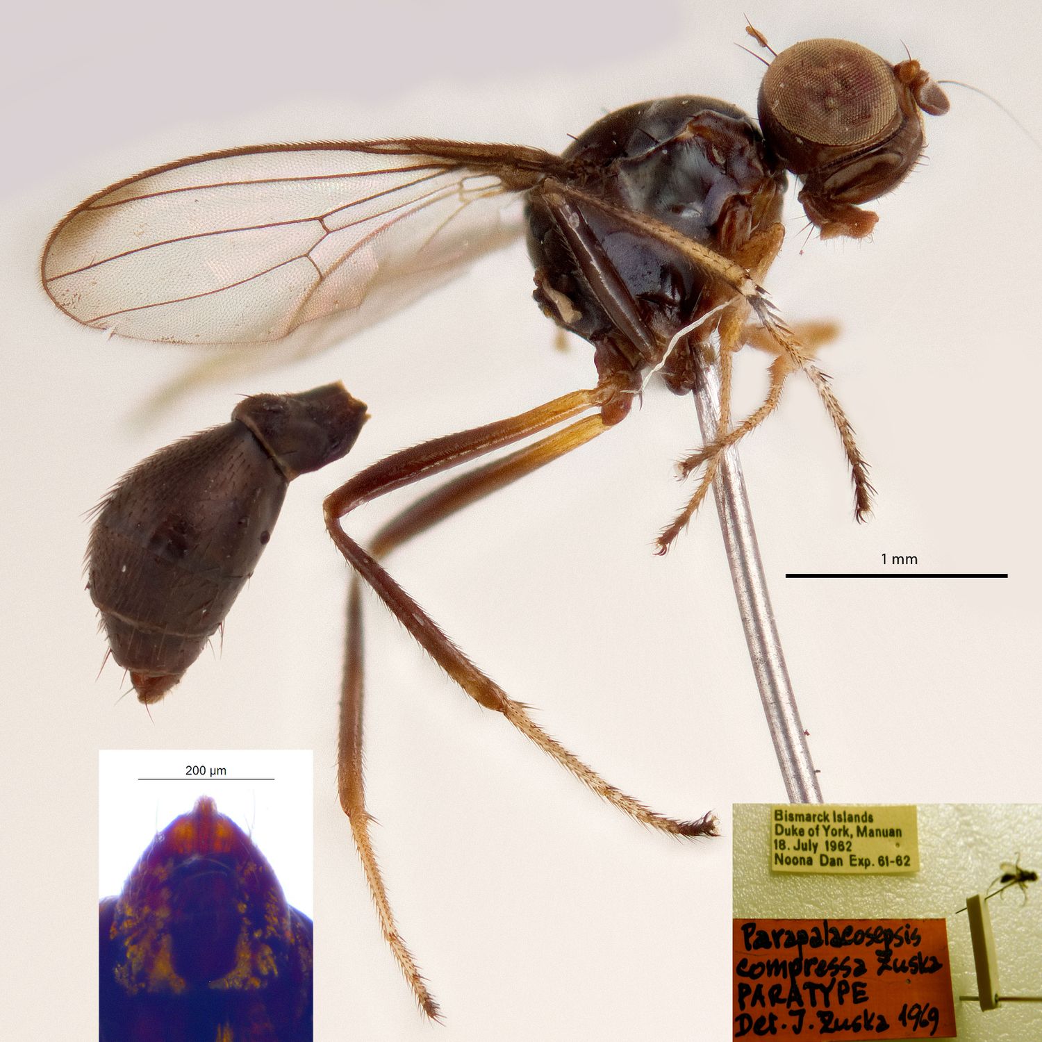 Specimen Photo Medium Resolution