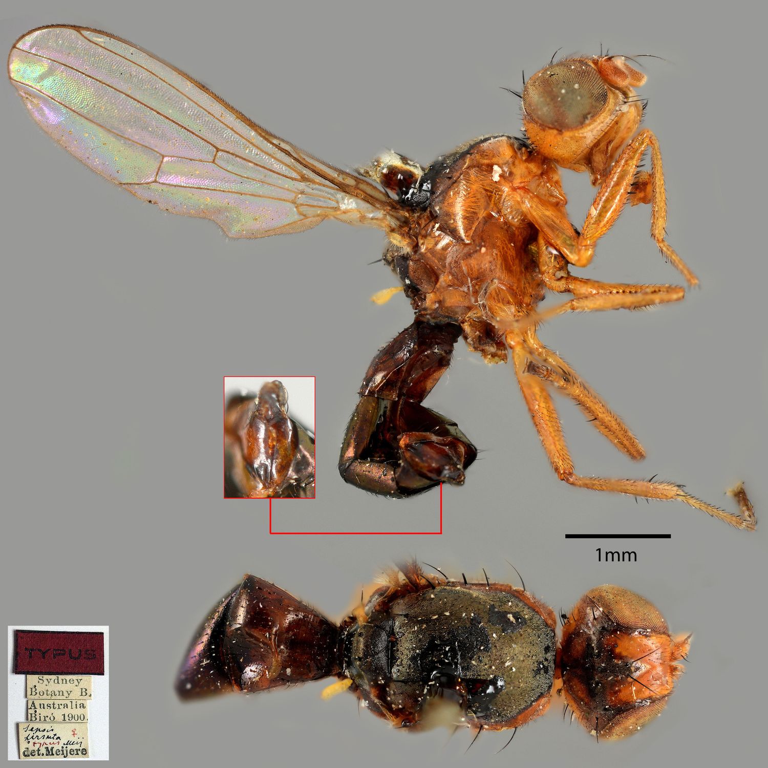 Specimen Photo Medium Resolution